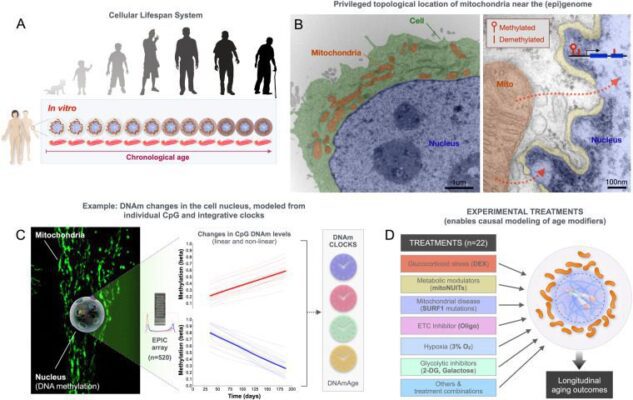 FibroblastsStudy